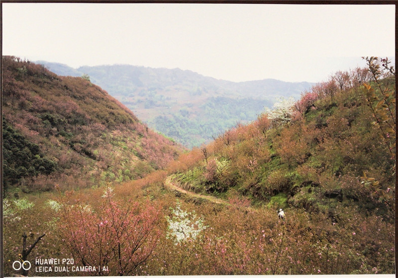 2.山野-周强--茶叶公司